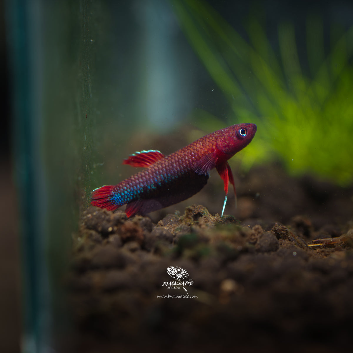 Betta sp. Jade | Wild Betta Fish – BWAquatics
