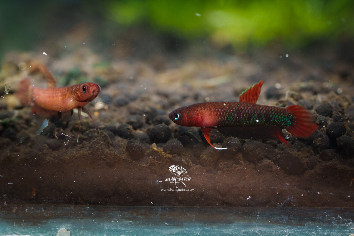 Betta Complex Betta sp. Jade | Wild Betta Fish – BWAquatics