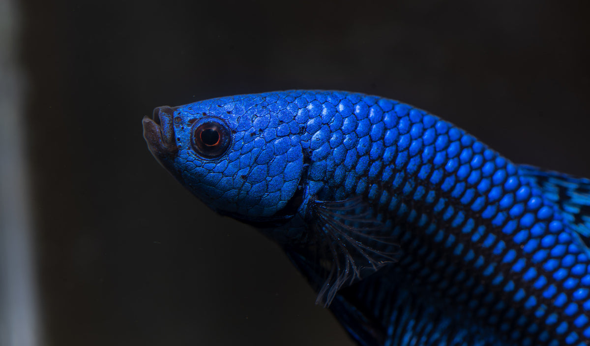 Rare Wild Betta Fish | Blackwater Aquatics – BWAquatics