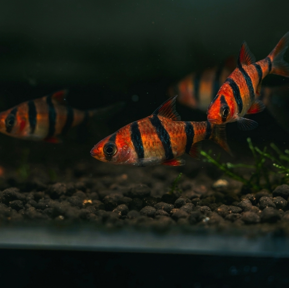 Desmopuntius hexazona (“Six-Banded Barb”)