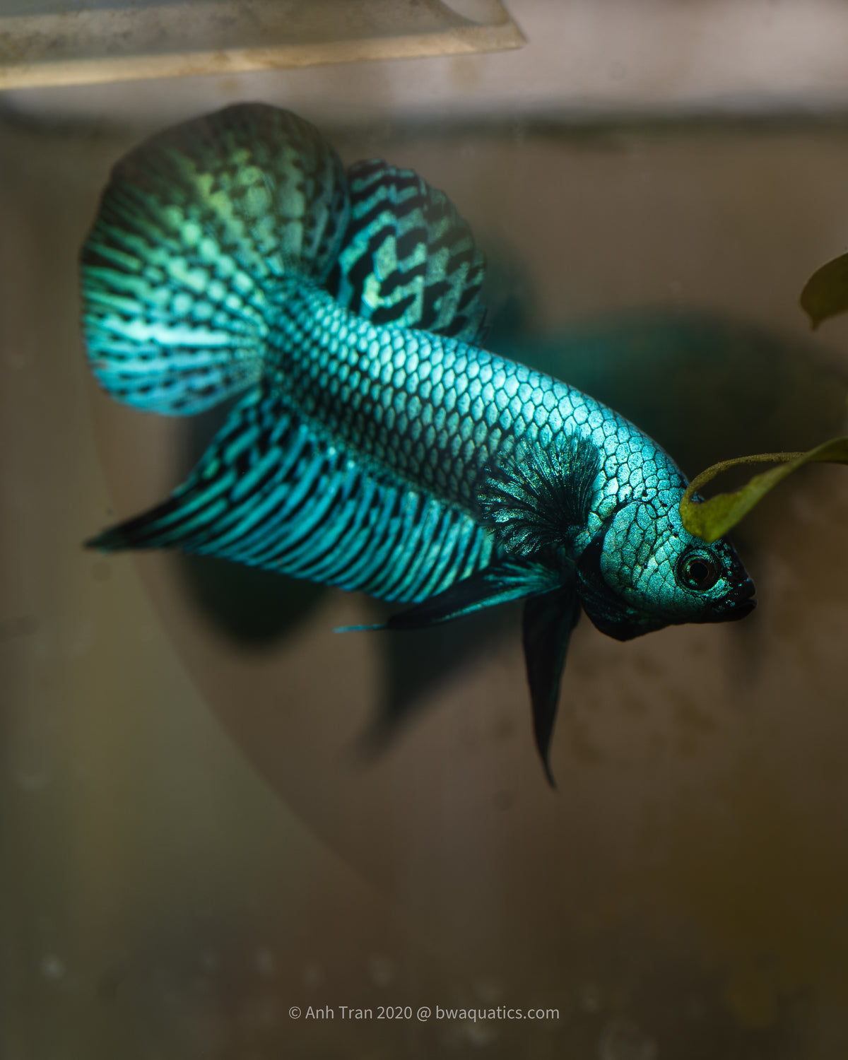 Rare Wild Betta Fish | Blackwater Aquatics – BWAquatics
