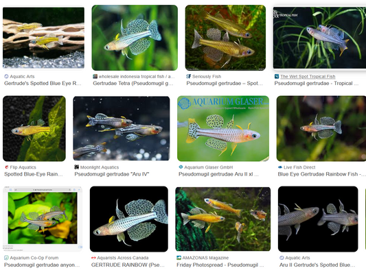 Pseudomugil Gertrudae (Gertrude's SPotted Blue Eye Rainbowfish)