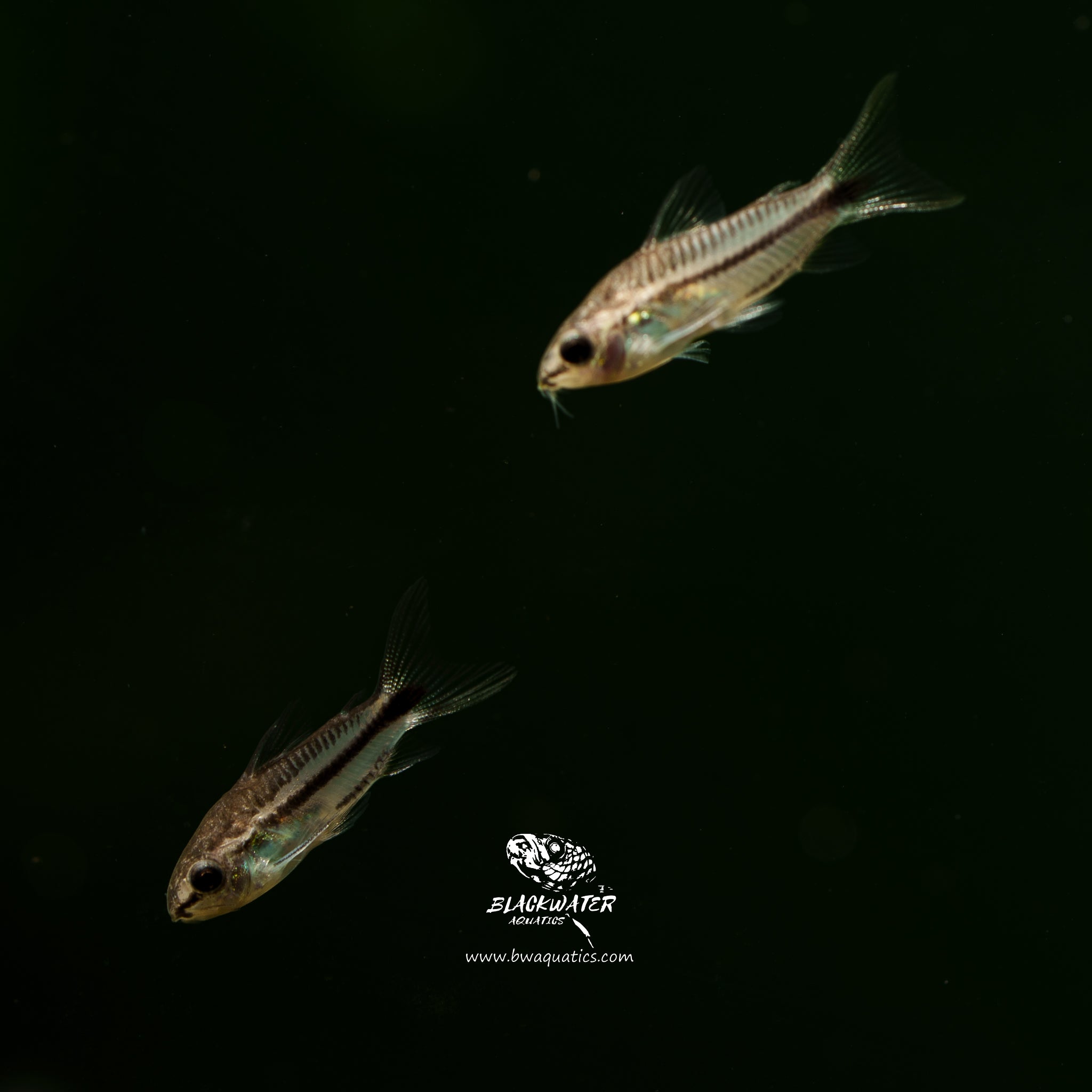 Corydoras Pygmaeus - Pygmy cory – BWAquatics