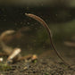 hippichthys spicifer (barbelly pipefish)