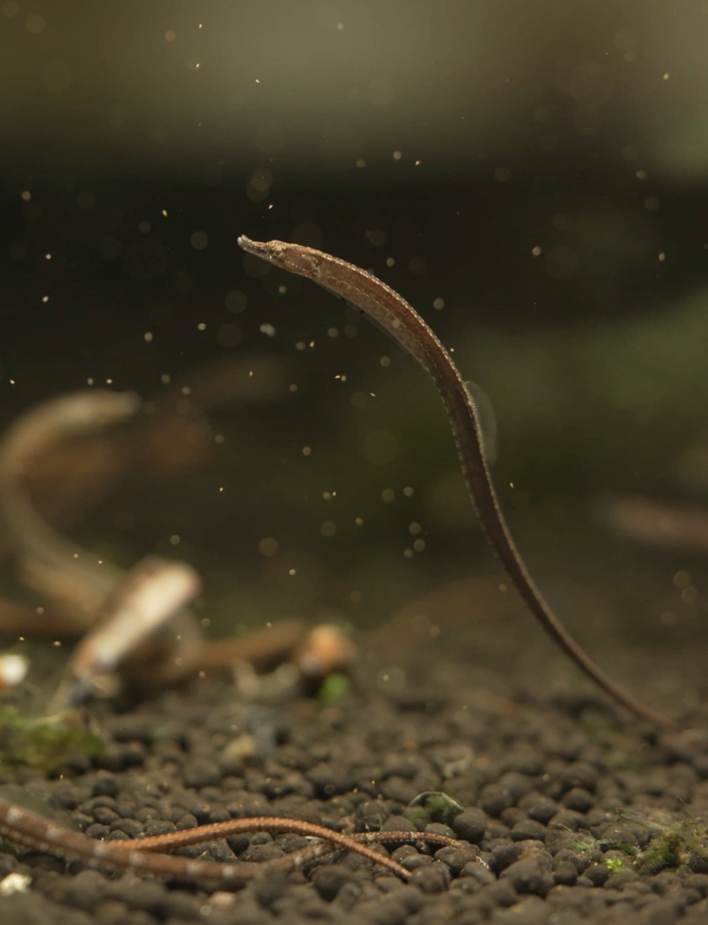 hippichthys spicifer (barbelly pipefish)