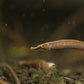 hippichthys spicifer (barbelly pipefish)