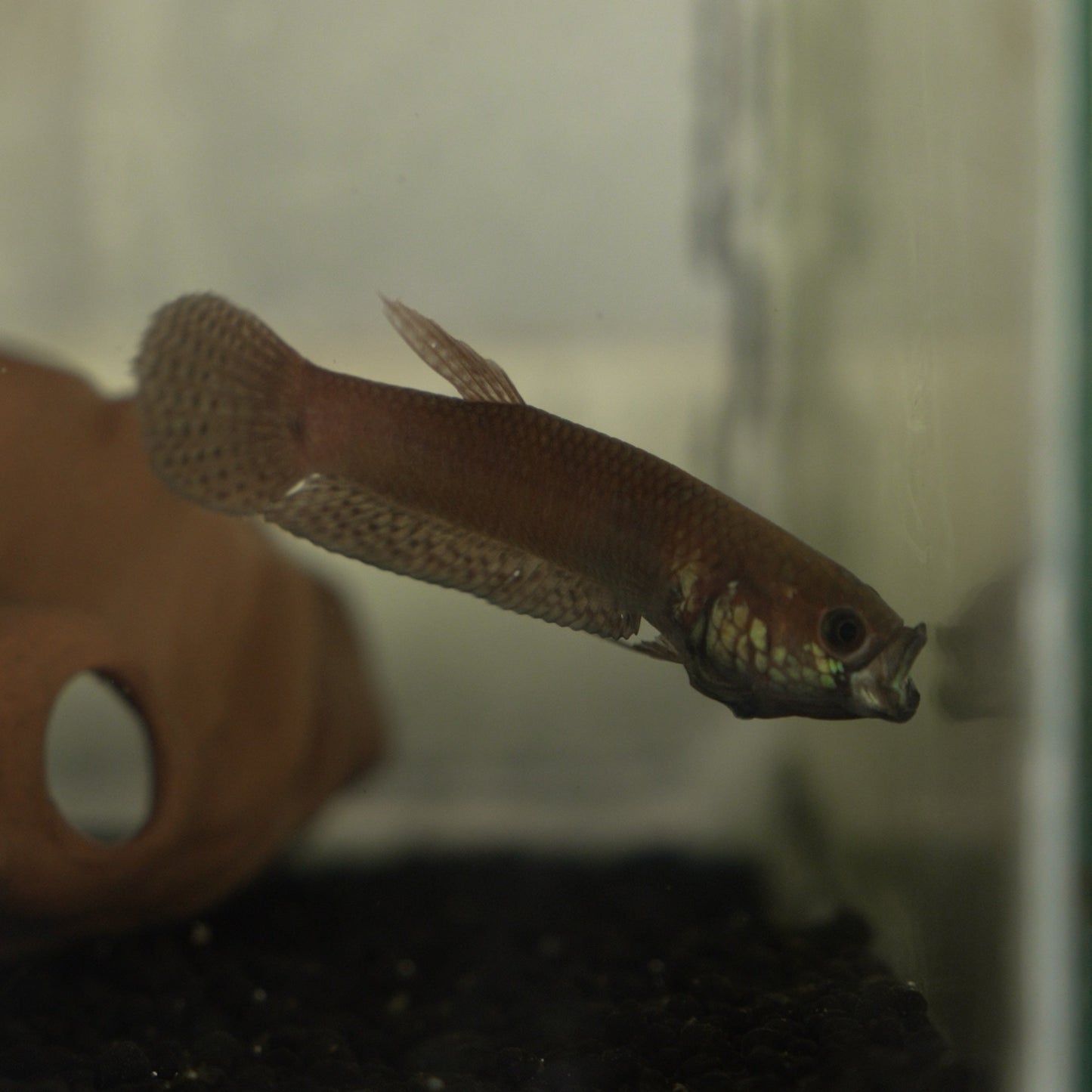 Betta Pallifina  | Wild Type Bettas