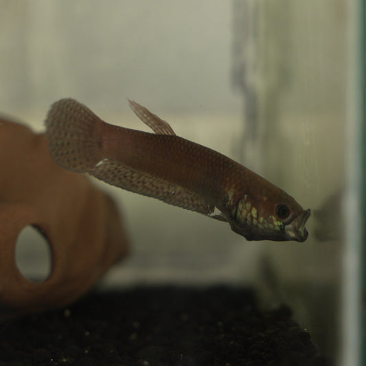 Betta Pallifina  | Wild Type Bettas