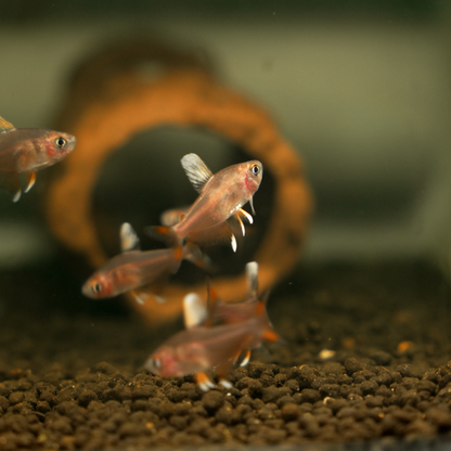 Megalamphodus bentosi (“Bentosi Tetra” / “Ornate Tetra” / “Rosy Tetra”)
