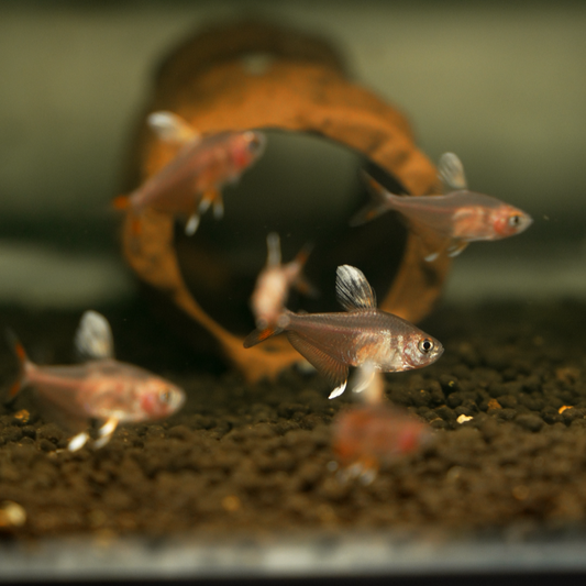 Megalamphodus bentosi (“Bentosi Tetra” / “Ornate Tetra” / “Rosy Tetra”)