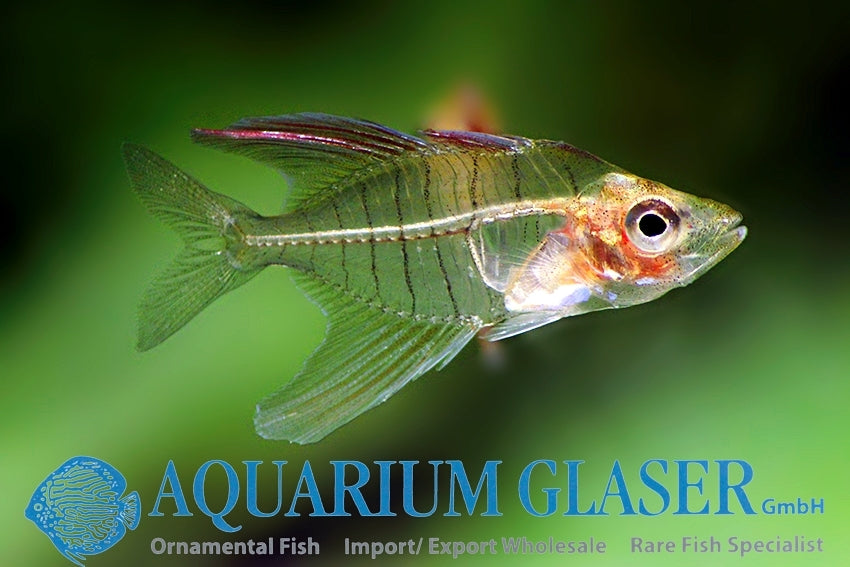 Gymnochanda Ploegi "Dwarf Glass Fish"