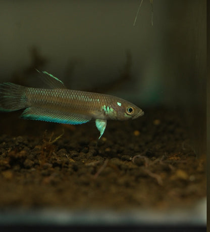 Betta Unimaculata "sangkima" | Wild Type Bettas