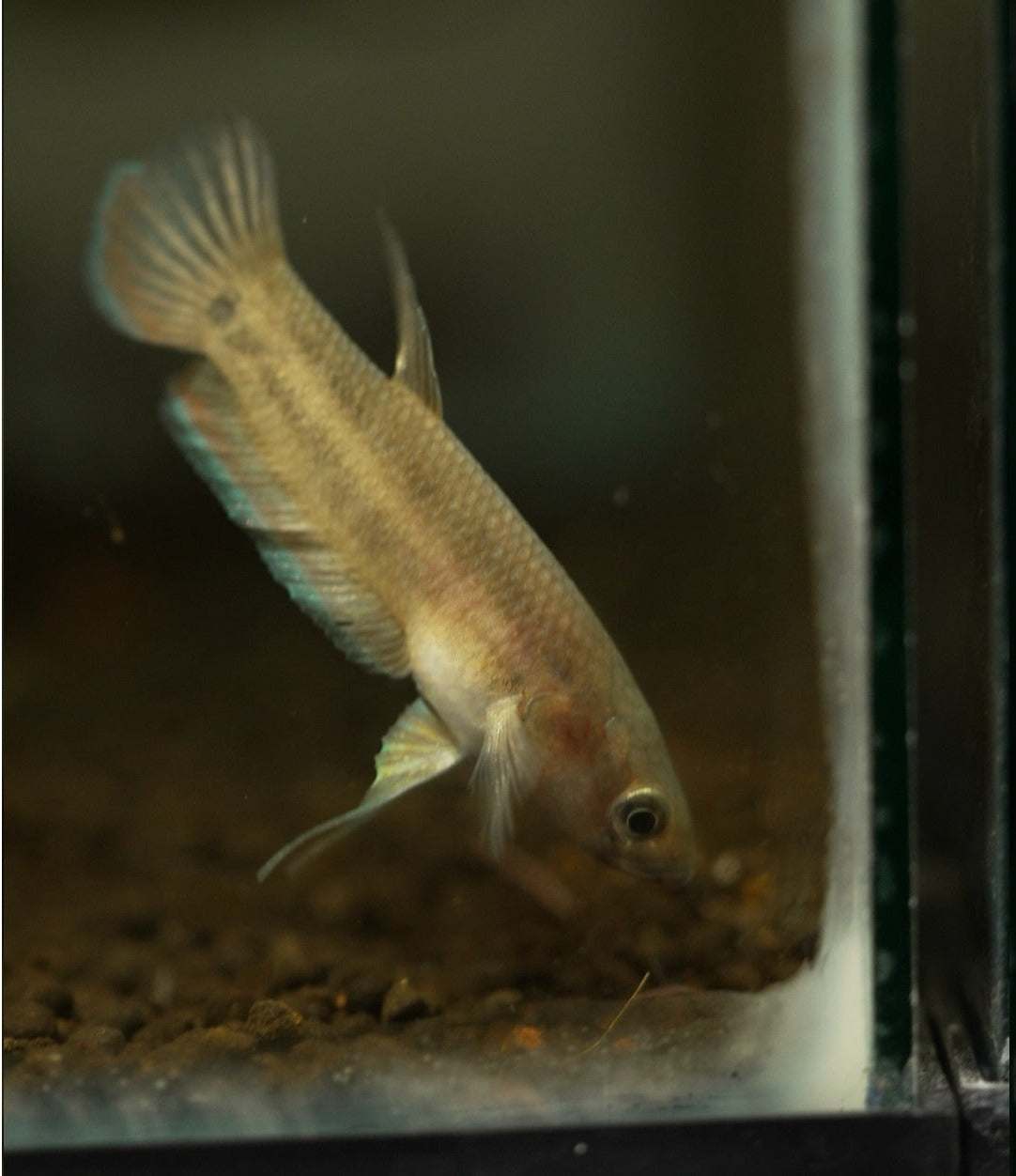 Betta Complex Unimaculata Complex – Page 2 – BWAquatics