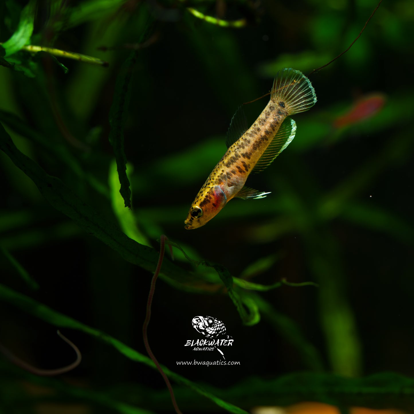 Betta Albimarginata - M | Wild Betta Fish