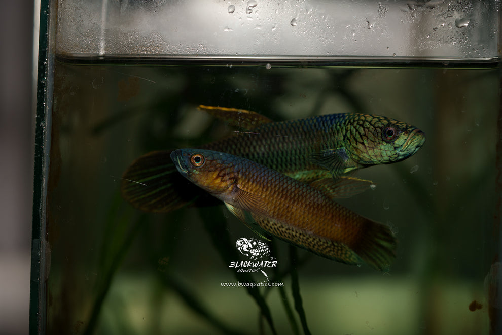 Betta Complex Betta Antuta |