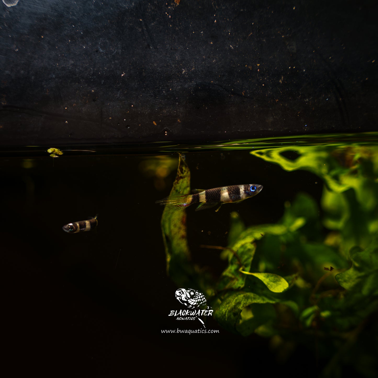 Epiplatys annulatus "Clown Killifish" or "Banded panchax"