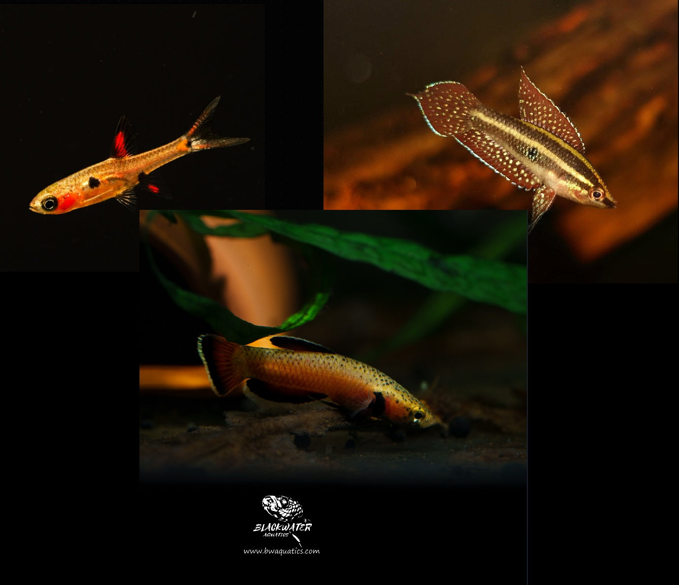 Indonesian Native Fish Combo Pack #1 (15 to 20 gallon)