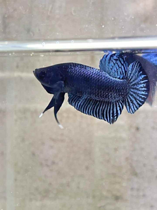 Betta Splendens "Plakat Fighter" grey