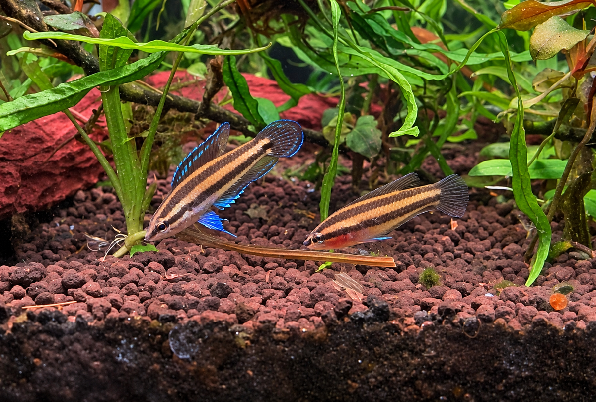 Parosphromenus sp. Musi Rawas