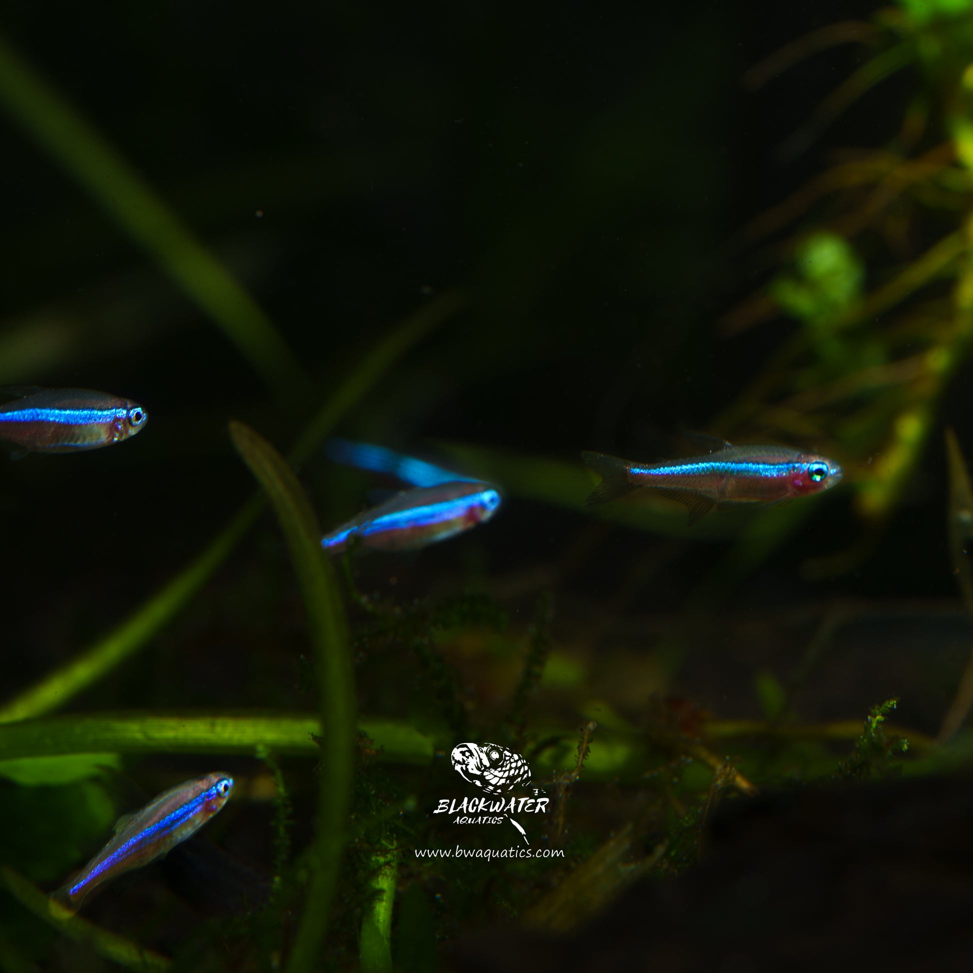 Paracheirodon Simulans (Green Neon Tetra) – BWAquatics
