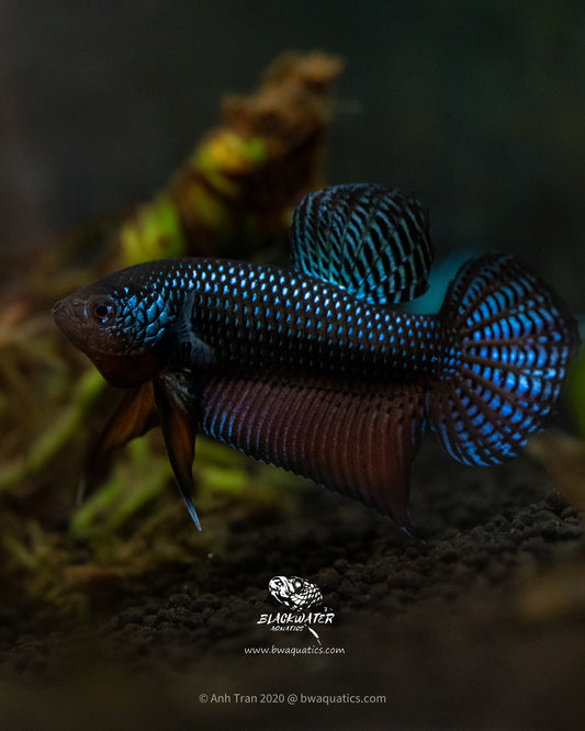 Betta Smaragdina Guitar - Blue | Rare Bettas