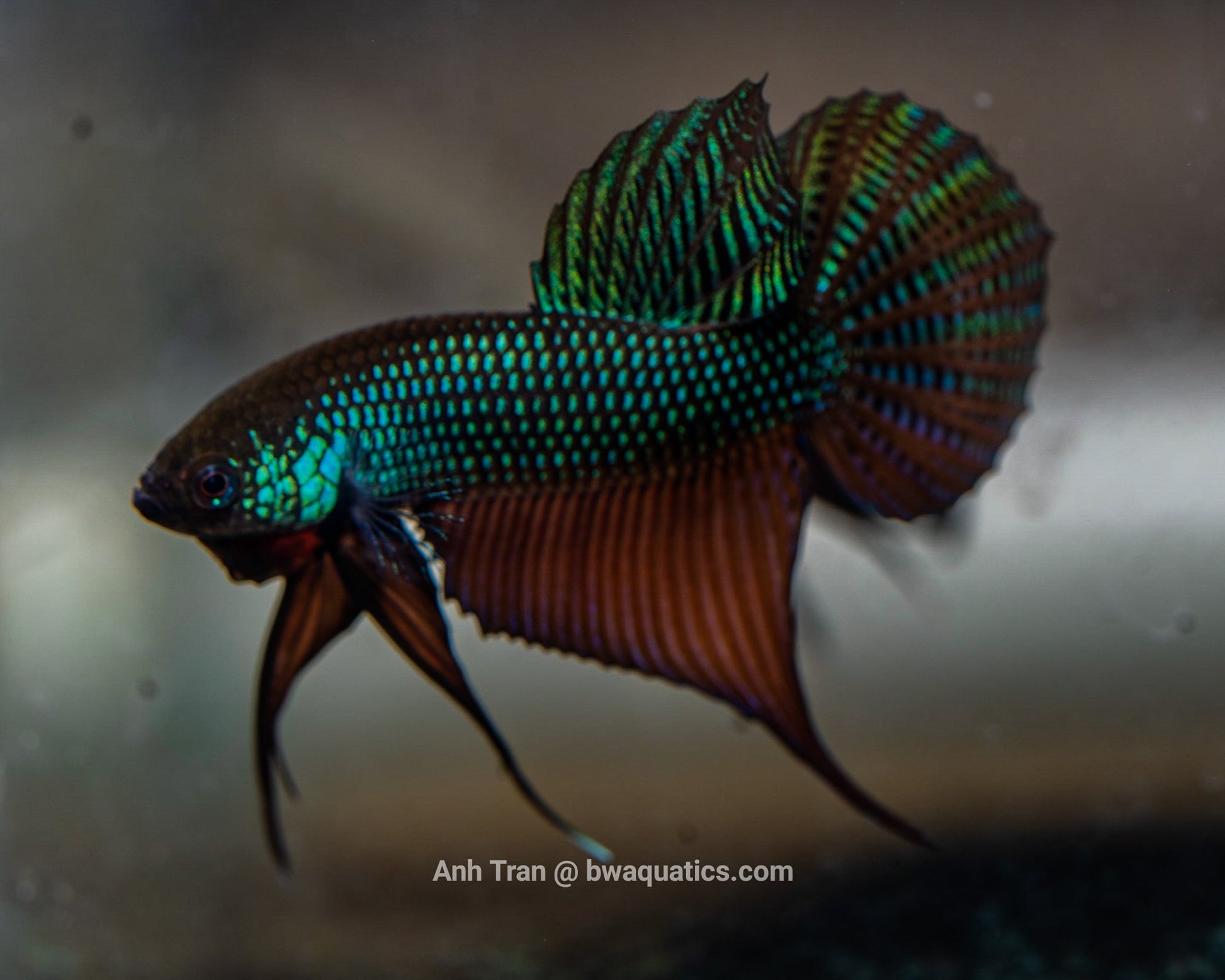 Betta Smaragdina Guitar F1 Rare Bettas – BWAquatics - Main Image