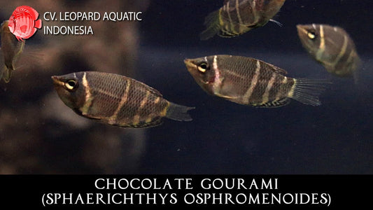 Sphaerichthys Osphromenoides (Chocolate Gourami)