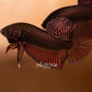 Betta Smaragdina Guitar COPPER - Wild Type | Rare Bettas