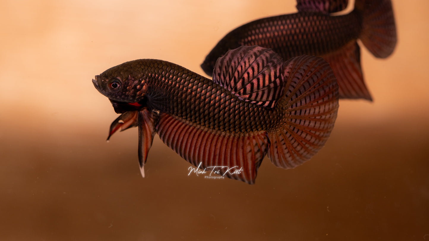 Betta Smaragdina Guitar COPPER - Wild Type | Rare Bettas