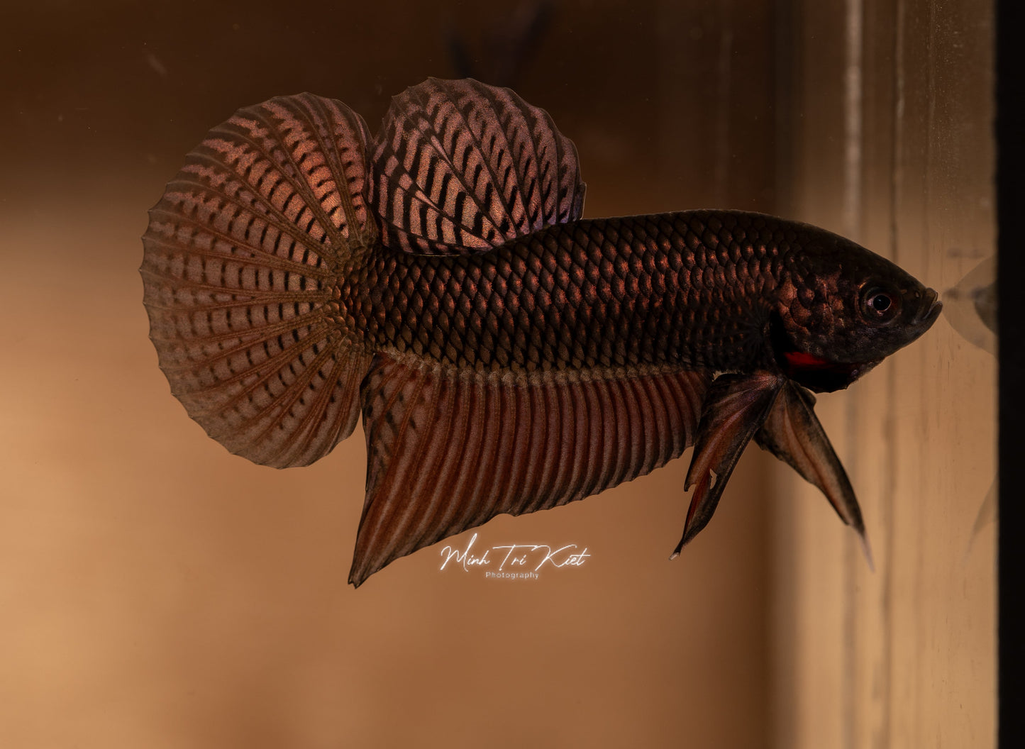 Betta Smaragdina Guitar COPPER - Wild Type | Rare Bettas