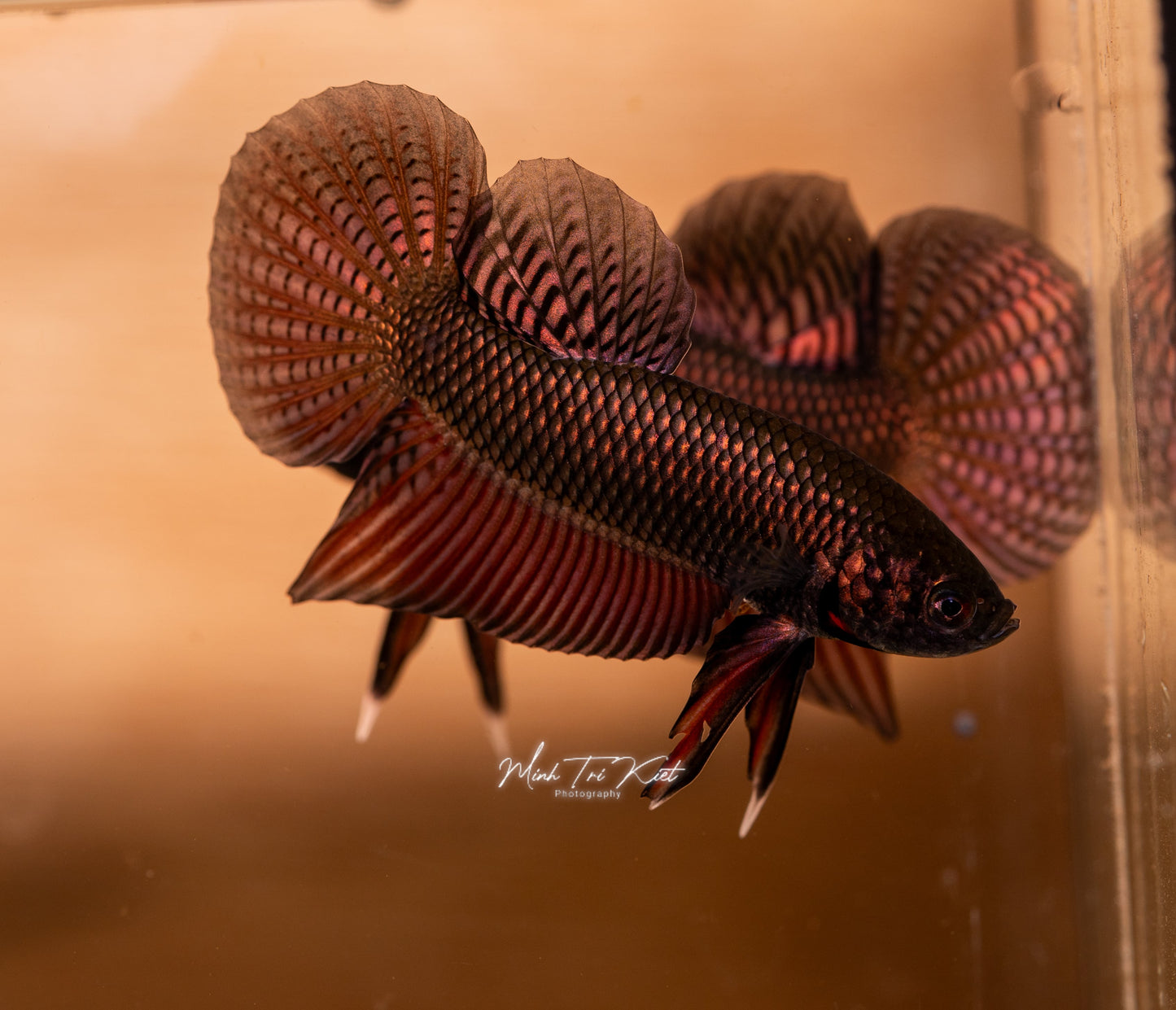 Betta Smaragdina Guitar COPPER - Wild Type | Rare Bettas