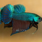 Betta Smaragdina Guitar - Wild Type | Rare Bettas