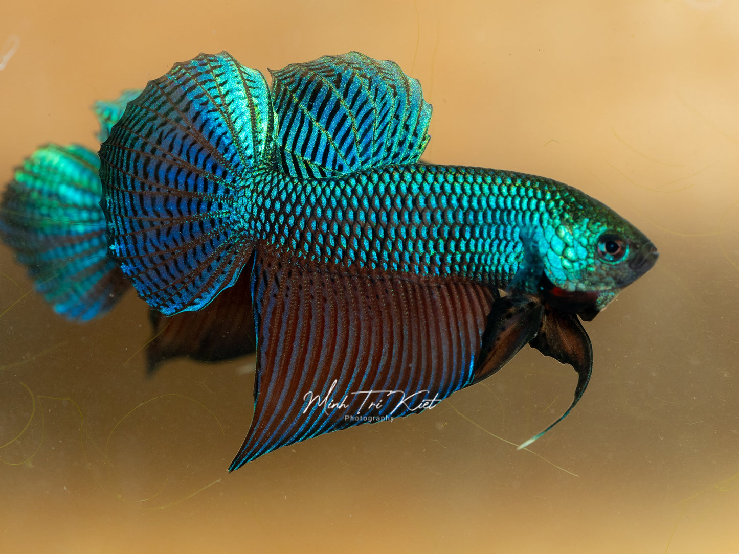 Betta Smaragdina Guitar - Wild Type | Rare Bettas