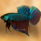 Betta Smaragdina Guitar - Wild Type | Rare Bettas