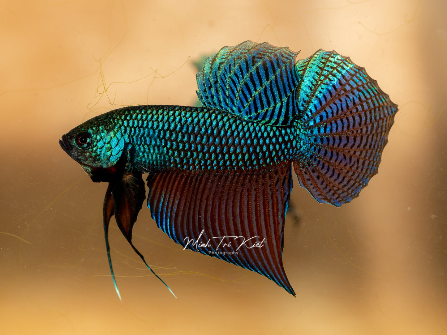 Betta Smaragdina Guitar - Wild Type | Rare Bettas