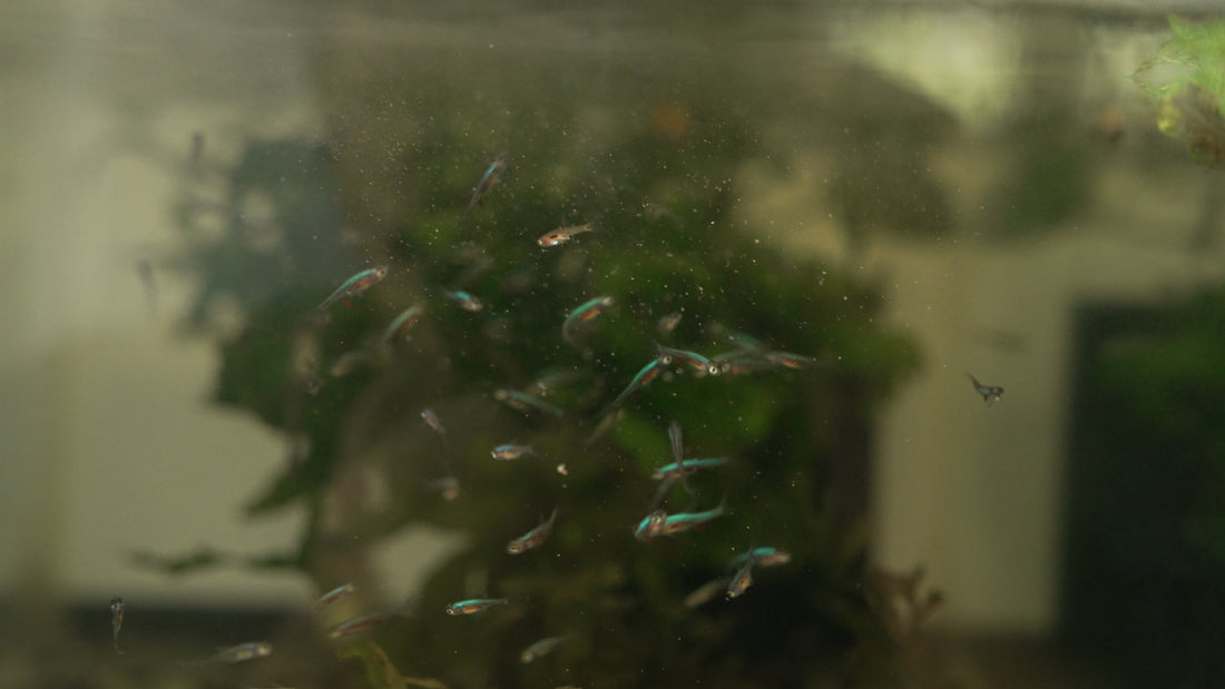 Sundadanio Axelrodi (Blue Neon Rasbora) – BWAquatics