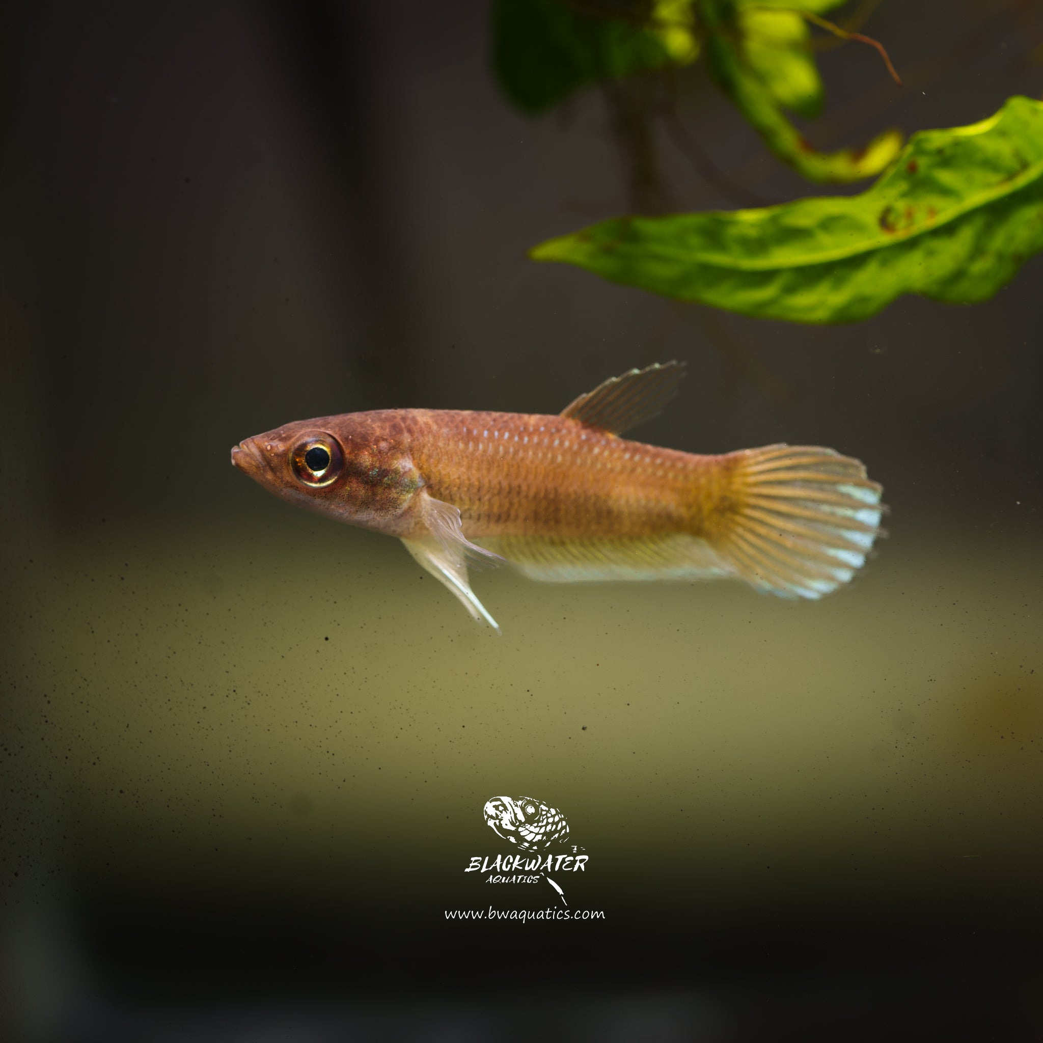 Other Betta Complex – BWAquatics