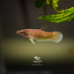 Betta Taeniata | Wild Type Bettas