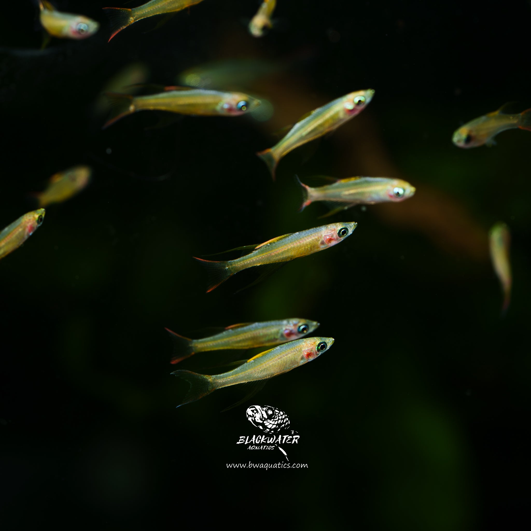 Thread Fin Fish Goa Iriantherina Werneri (Threadfin Rainbowfish) – BWAquatics