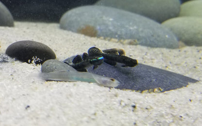 Stiphodon Atropurpureus (Blue Neon Goby “Black Kumbai”)
