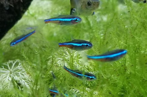 Paracheirodon Simulans (Green Neon Tetra) – BWAquatics