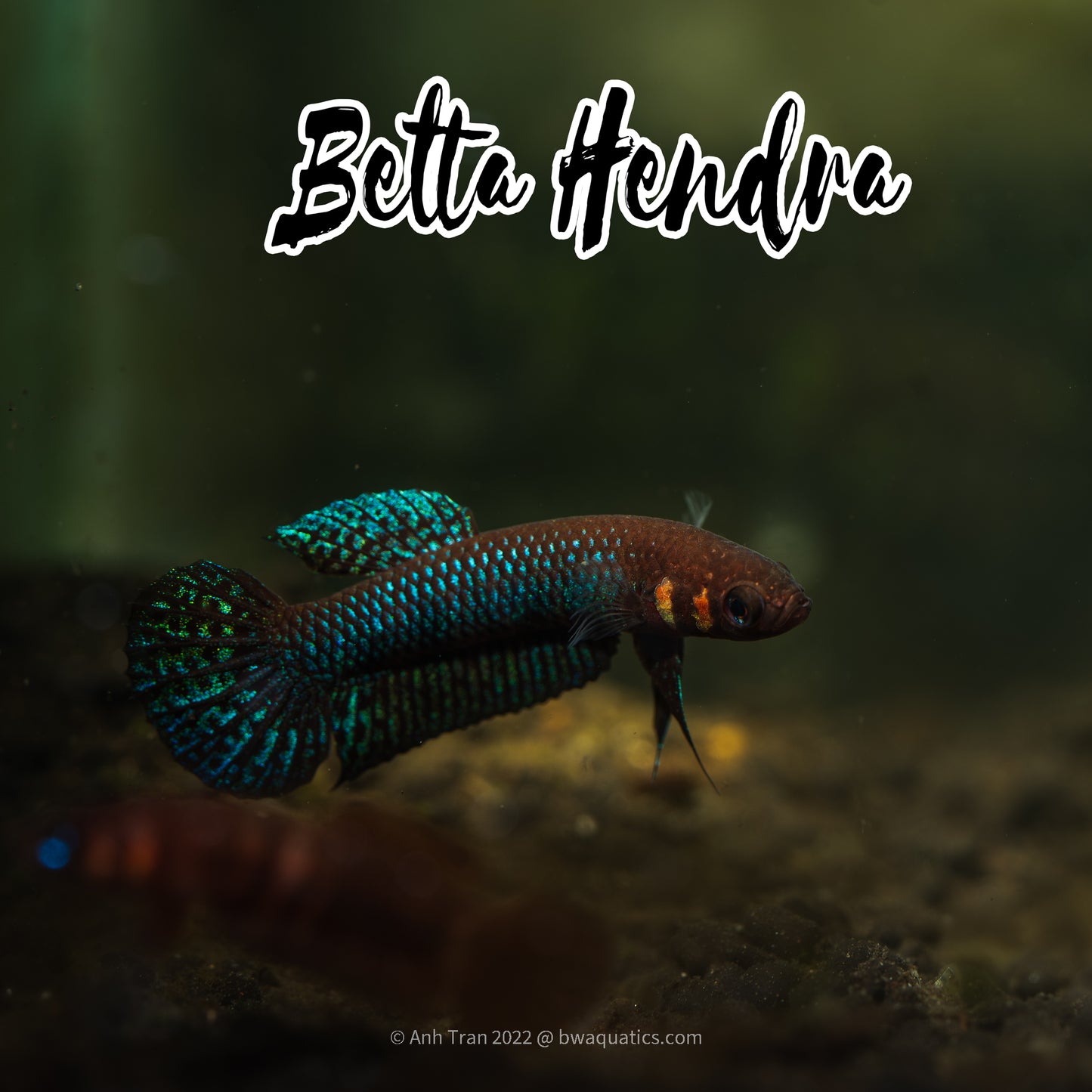 Betta Hendra - Berang | Wild Type Bettas