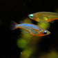 Oryzias Woworae (Daisy Ricefish)
