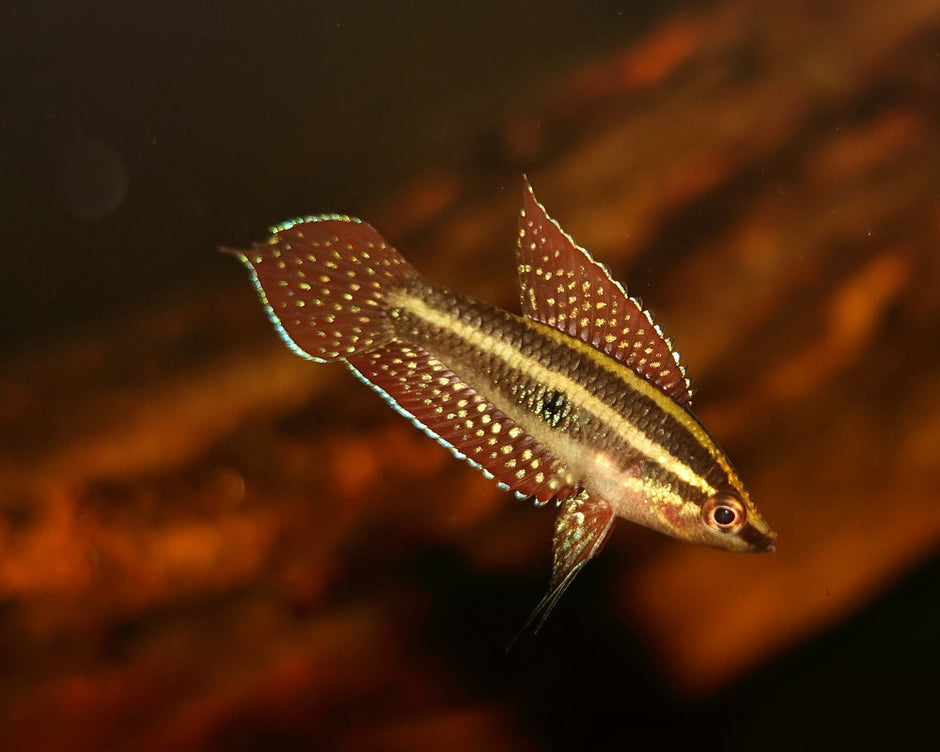 All Fish – BWAquatics
