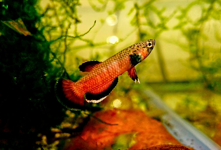 Betta Complex Betta Albimarginata - Malinau | Wild Betta Fish – BWAquatics