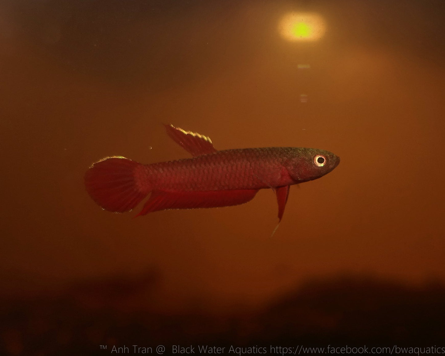 Betta Api Api - Riau | Wild Betta Fish