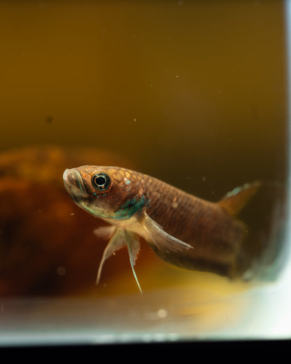 Betta Compuncta "Melak" | Wild Type Bettas