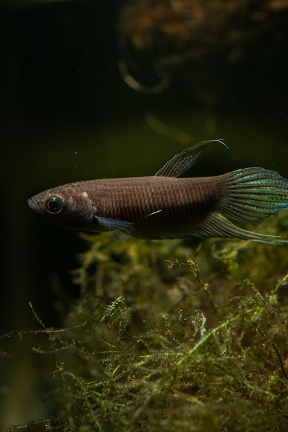Betta Anabatoides Wild Type Bettas – BWAquatics