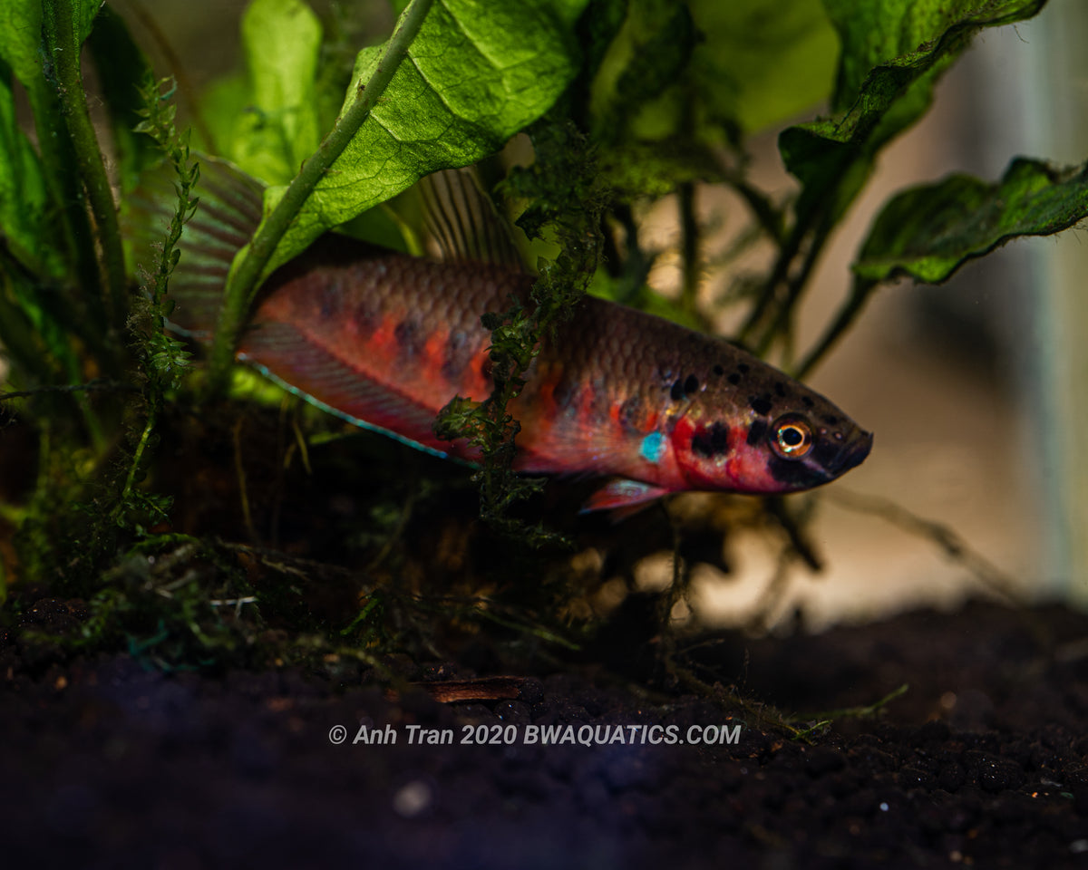 Betta Complex Betta Rubra F1 captive bred | Wild Type Bettas – BWAquatics