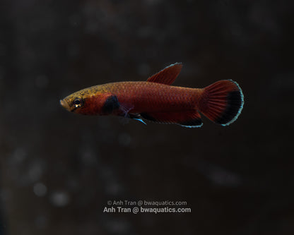 Betta Channoides - Samarinda F1 | Wild Type Bettas